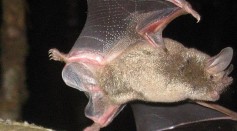2 New Coronavirus Lineages Discovered in Bats in New Zealand With 60% Infection Rate [Study]