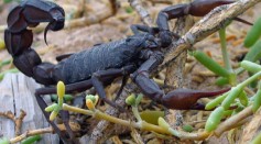 New Scorpion With Sting Like 'Getting Pricked By a Cactus' Discovered in California Desert