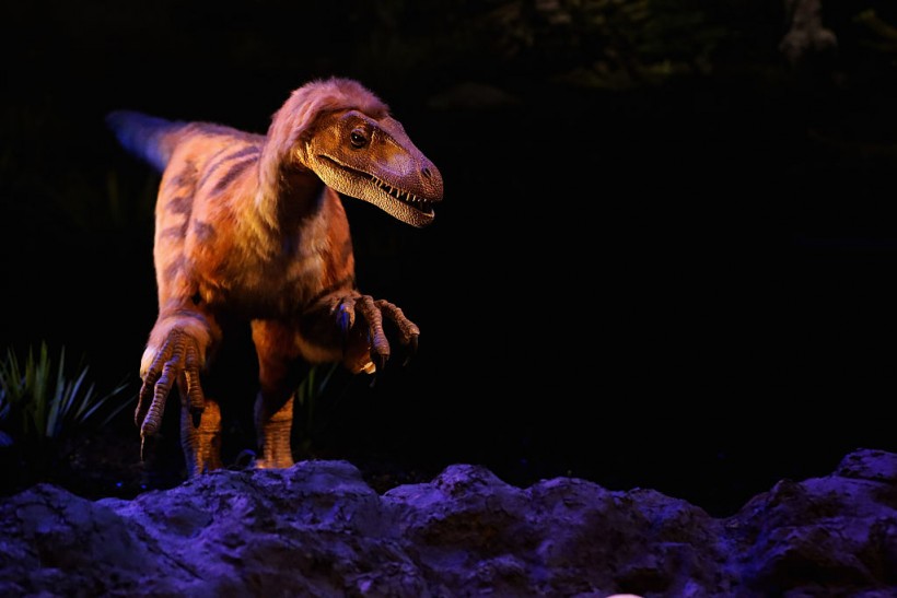 T rex named Trix at Naturalis Museum of Leiden