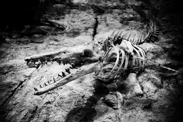 A Tyrannosaur Was Found Fossilized, and So Was Its Last Meal - The