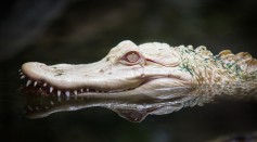 white alligator 