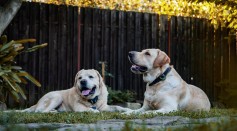 Anti-Aging Drug May Increase Lifespan of Large-Breed Dogs; Biotech Company Moves Closer To Gaining FDA Approval