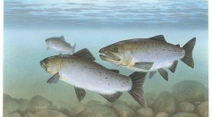 Farmed Salmon Moves Wild Population in Atlantic Ocean From 'Least Concern' to 'Threatened' Due to Breeding
