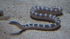 Male Sea Snakes Evolve to Be Smaller With Bigger Eyes Than Female Counterparts [Study]