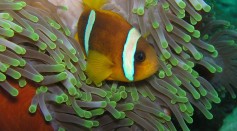 clownfish anemone 