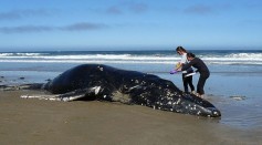 52-Foot Fin Whale Washes Ashore in San Diego Likely Dies From Shark Attack