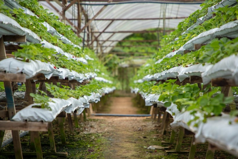 a greenhouse filled with lots of green plants