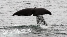 Artificial Intelligence as Tool for Animal Spotting: How Does AI Recognize Individuals from Different Species of Whales?