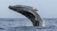 Search for Extraterrestrial Intelligence Prompts Researchers to Talk With Humpback Whales Using Its Language