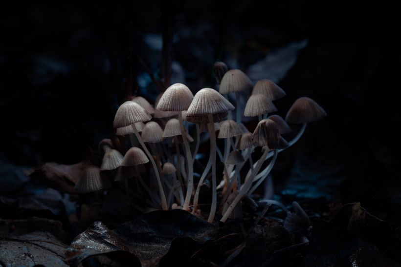 Psilocybin Tapped as Potential Long-Term Relief from Chronic Pain by Altering Neural Connections, Study Reveals
