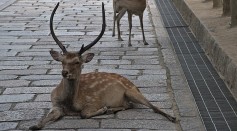 Zombie Deer Disease May Spread to Humans; Experts Warn Its a 'Slow Moving Disaster'