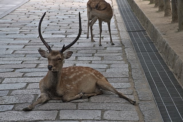 Questo è l'Inizio della Fine - Pagina 7 Zombie-deer-disease-may-spread-to-humans-experts-warn-its-a-slow-moving-disaster