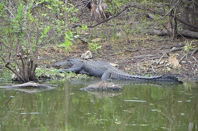 Alligator Caught Feasting on Invasive Burmese Python Days Before Christmas in Everglades [Watch]