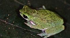 Unique Toad Species Discovered in Kenyan Volcano Reveals Ancient Lineage of African Amphibians