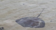Stingray With Giant Bites on Both Sites Discovered in Queensland; What Type of Shark Consumes This Flattened Fish?