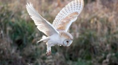 How Do Owls Achieve Silent Flight? Cracking the Secret Code of Their Whispering Wings