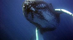 Whale Chat: 20-Minute Humpback Conversation Offers Insights into Future Interspecies Communication, Says Study
