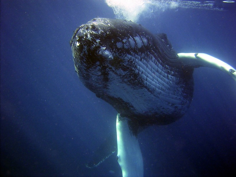 Whale Chat: 20-Minute Humpback Conversation Offers Insights into Future Interspecies Communication, Says Study