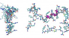 Adrenomedullin Peptide Molecule