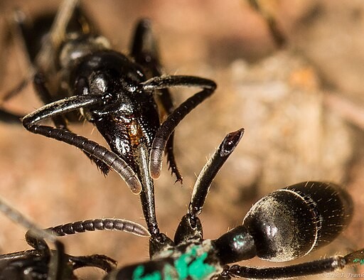 Matabele Ants Give Life-Saving Treatment to Injured Companions, Treat Infected Wounds With Self-Produced Antibiotics