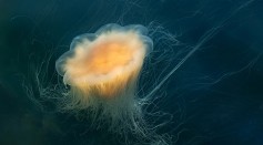 Jellyfish Have Stem-Like Proliferative Cells That Help Regenerate Amputated Tentacles in 2 Days