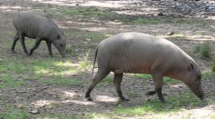 Endangered 'Pig Deer' Born for the First Time in Zoo Miami; Bizarre-Looking Babirusa Delivered One Year After Its Mother Birthed a Stillborn