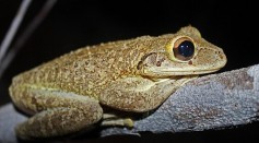 Cannibal Tree Frogs Spotted in Georgia and Threaten To Invade US; Wildlife Officials Urge Residents To Kill Intrusive Species