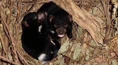 Taronga Zoo Hold Baby Tasmanian Devil Paternity Test
