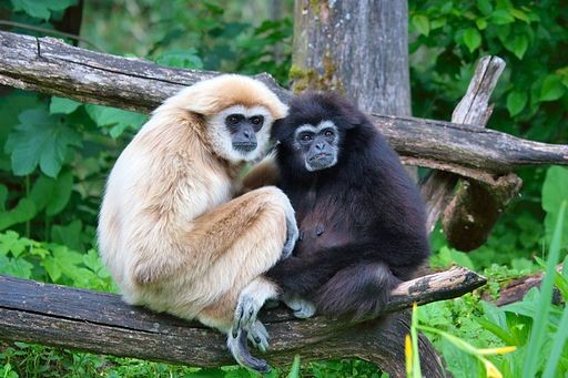 Prehistoric Primates Likely Lived in Pairs; How Did It Affect the Evolution of Social Organizations in Humans?