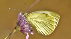 Spanish Butterflies Better at Regulating Body Temperature Than UK Counterparts But Rising Global Temperature Puts Them at Risk of Extinction