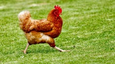 Headless Chicken Mike: How Did a Rooster Survive 18 Months After Getting Beheaded?
