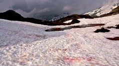 Watermelon Snow Spreads Across North America, Threatens Future of Frozen Glaciers