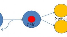 Machine Learning Used To Find Brain Tumor Cells That Mimic Healthy Neurons in Glioblastoma Patients [Study]