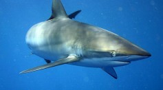 Rare Dorsal Fin Regeneration Observed in a Silky Shark [Study]