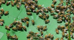 Mysterious Mass Deaths of 3 Million Bees That Died Overnight in California Solved