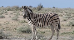 Is Zebra a Horse? Hippotigris Is Closer To Donkeys Than Horses