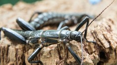 World's Rarest Stick Insect Back From Extinction