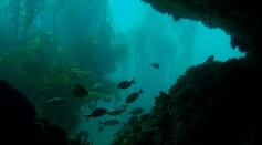 Fossil Holdfast Shows Kelp Forest That Supports Varied Ecosystem Exist Before Modern Marine Mammals [Study]