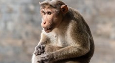 Cloned Rhesus Monkey in China Survives Into Adulthood, Marking a First in Primate Cloning