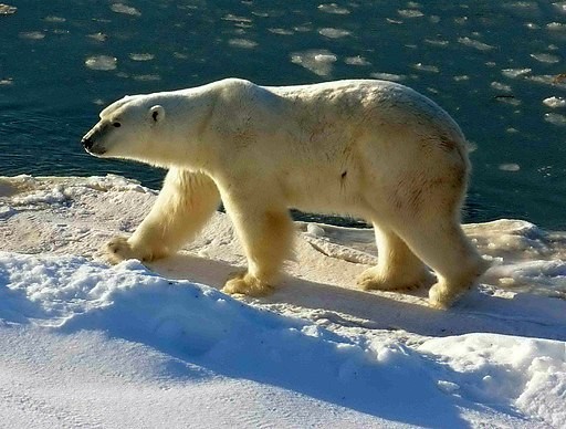 Avian Flu Kills Polar Bear for the First Time; More Species Could Be Affected as H5N1 Spreads Across the Globe
