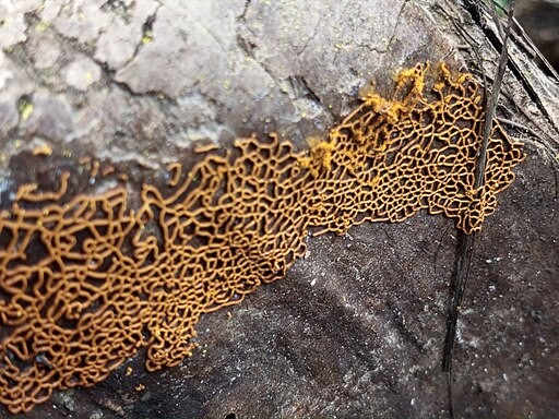 Can Slime Molds Think? Five Smart Things Yellow Goo Can Do Without a Brain