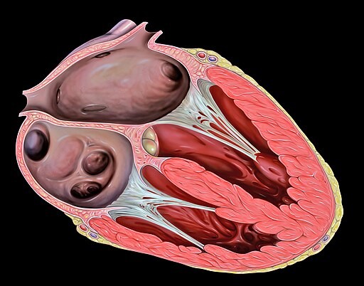 Protein Interactions in Heart’s Atrium Could Serve as Biomarker for Cardiovascular Disease, Study Reveals