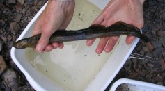 2 New Species of Eel-Like Ancient Fish Discovered in Napa River, Alameda Creek [Study]