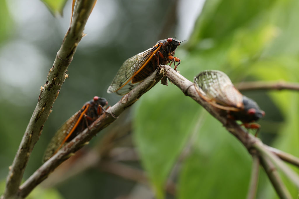 Cicada Apocalypse Map Shows Hotspots Where 1 Trillion Insects From a