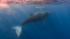 What Is Allosuckle? Whale Calves Steal Milk From Other Lactating Moms Leaving the Latter at a Disadvantage