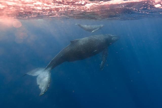 What Is Allosuckle? Whale Calves Steal Milk From Other Lactating Moms Leaving the Latter at a Disadvantage