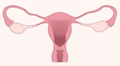 cervix