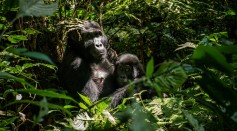 A mother gorilla cradles her juvenile