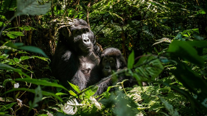 A mother gorilla cradles her juvenile