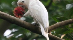 Why Do These Birds Soak Their Food Before Eating? The Surprising Reason Behind Goffin's Cockatoos' Food-Soaking Behavior